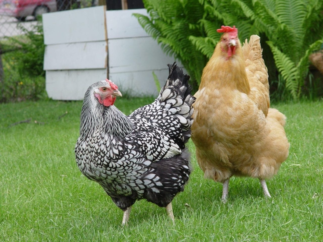 "Anchorage chickens" by mazaletel - Flickr: the ladies. Licensed under CC BY 2.0 via Commons - https://commons.wikimedia.org/wiki/File:Anchorage_chickens.jpg#/media/File:Anchorage_chickens.jpg