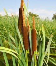 cattail1