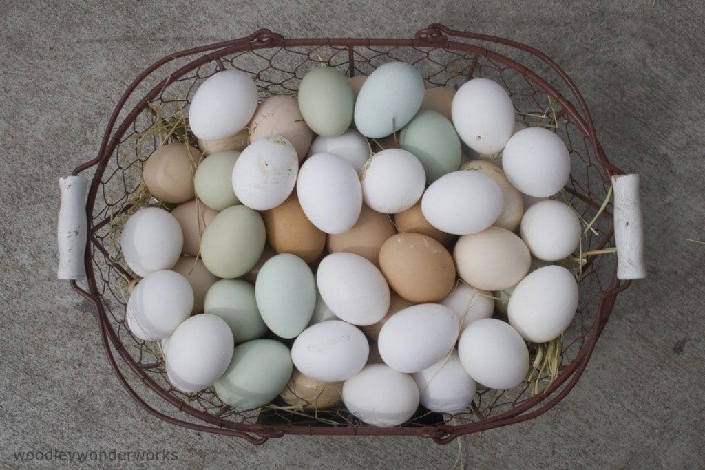 how-to-freeze-and-preserve-eggs-ready-tribe