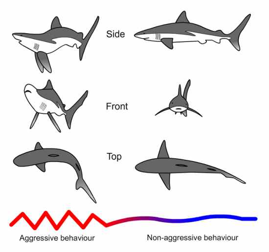 shark behavior