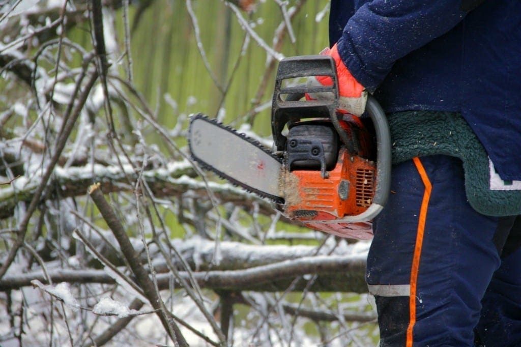 How To Cut Down A Tree With A Chainsaw Ready Tribe