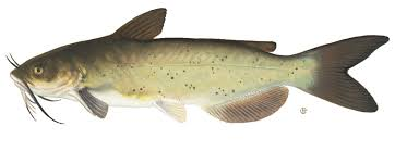 catfish bait image result