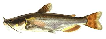 image result for catfish bait